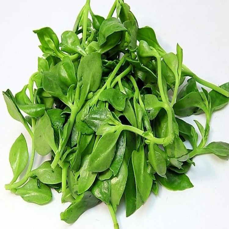 穿心莲内酯10% 现货供应 穿心莲提取物 另有穿心莲内酯20~98%