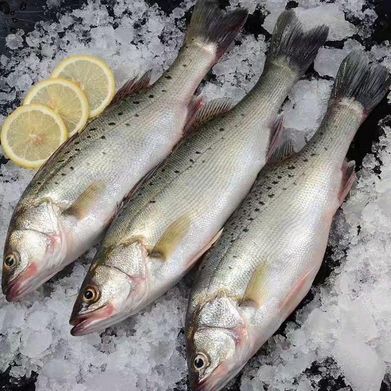 包邮到家海鲈鱼新鲜七星鲈鱼冰鲜海补鲈鱼冷冻鲜活冷冻海鲜批发