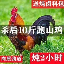 老公鸡散养大公鸡现杀散养土鸡新鲜鸡肉柴鸡鸡胸肉走地批发独立站