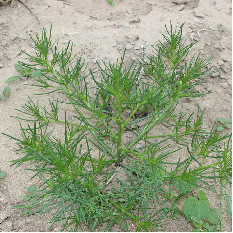 碱蓬草种子产批发基地苗圃易管率高当季新盐荒菜荒碱菜蔬量大折扣