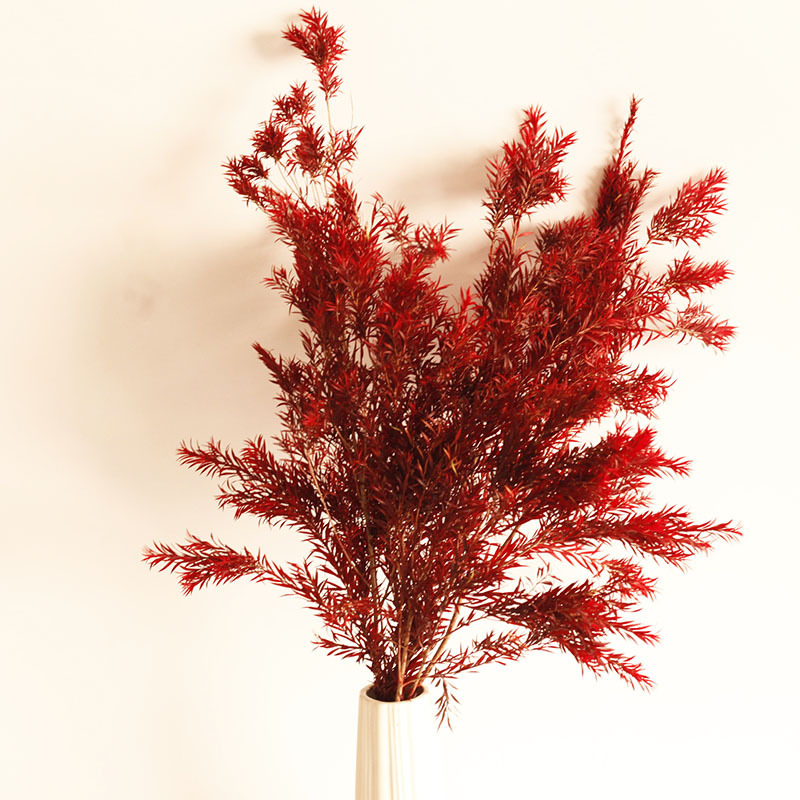 吸色永生千层金绿色红色干花花束配草北欧风小清新工厂直供批发