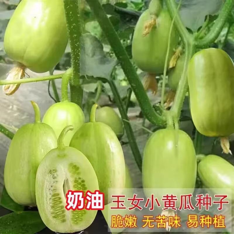 奶油小黄瓜种子金童玉女小水果黄瓜种籽蔬菜种子大全四季盆栽春秋