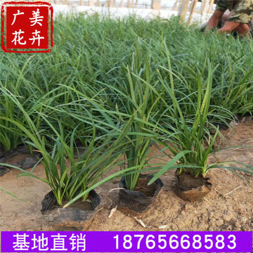 山东露天多芽矮麦冬草小杯批发 细叶麦冬草基地 宽叶