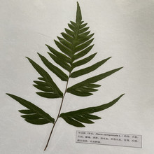 材腊叶标本教学展览科普展示草本植物实物标本2