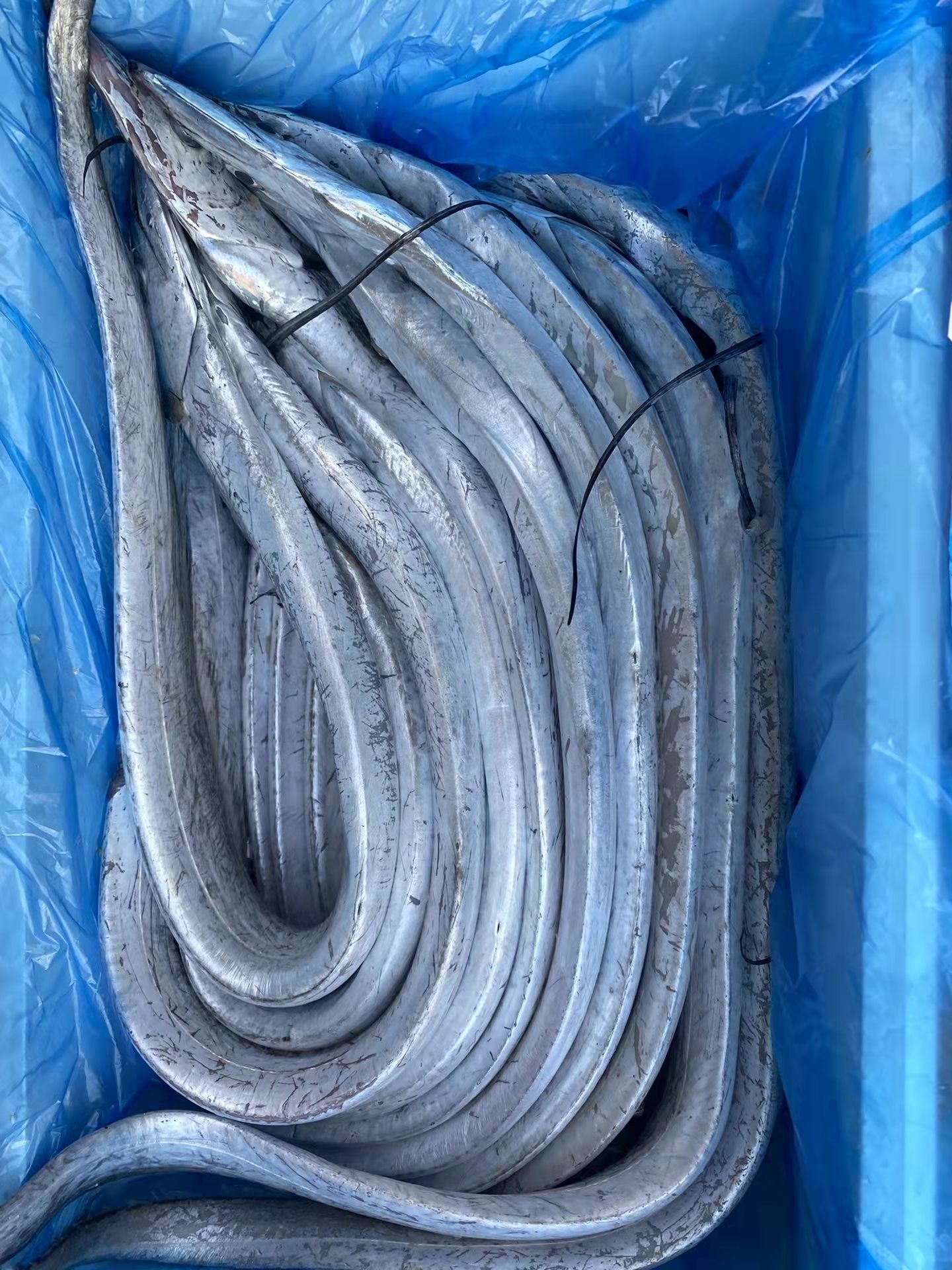 山东威海深海小眼带鱼整箱批发精品带鱼新鲜速冻5斤,10斤装