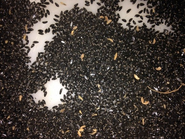 小叶黄杨花木种子