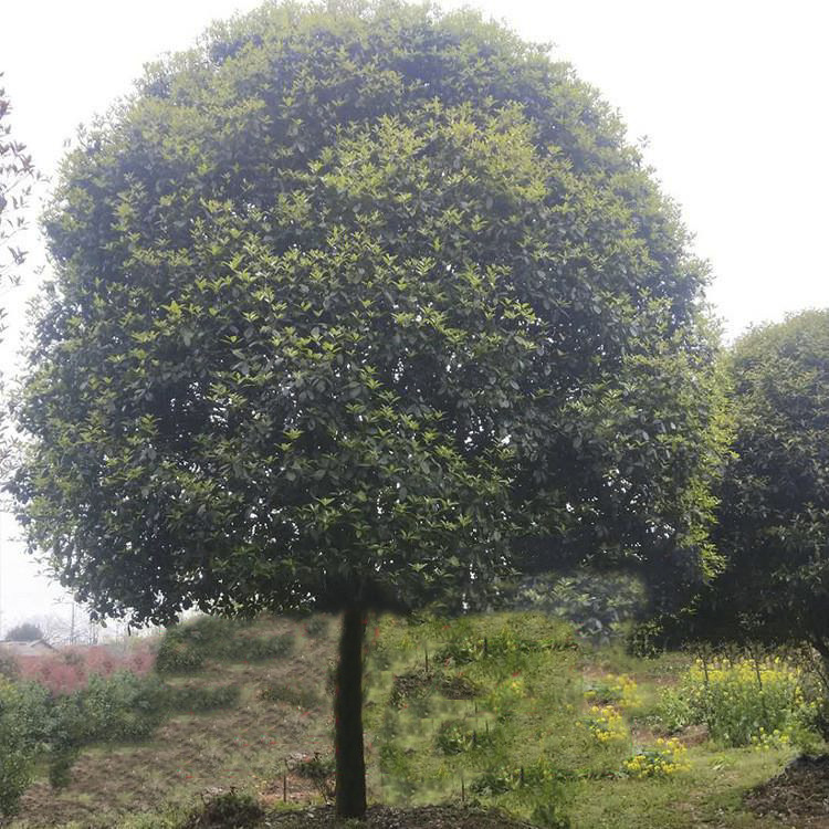 大桂花树直径35-50公分