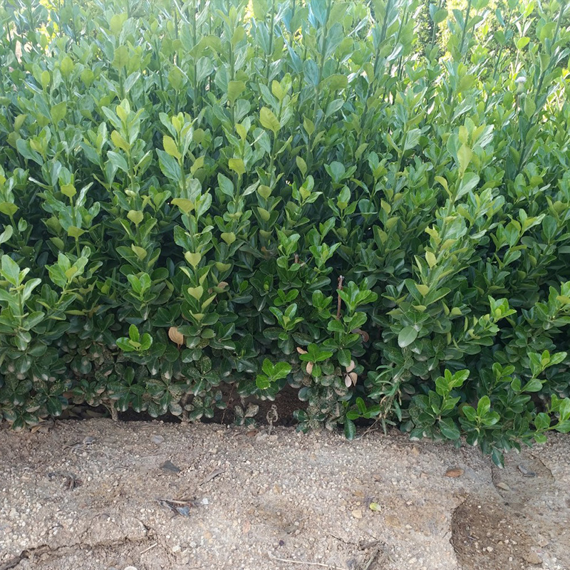 大叶黄杨苗绿化苗木行道树绿篱植物北海道黄杨冬青苗四季长青批发