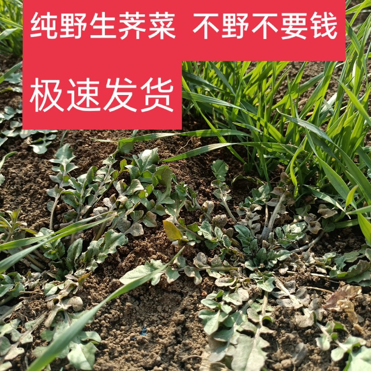 野菜山东野生荠荠菜新鲜白花荠菜现挖野生蔬菜北方荠菜3斤