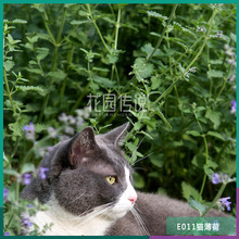 花园传说猫薄荷种子柠檬香蜂草叶好养迷迭香草苗驱蚊植物逗猫绿植