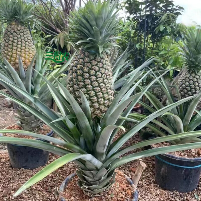 西瓜凤梨苗凤梨地菠萝苗手撕凤梨大果凤梨菠萝苗金砖果树苗木地栽