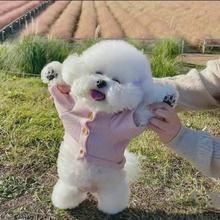 纯种比熊幼犬活体真狗比熊犬小狗小型犬茶杯犬比熊犬白色宠物狗狗