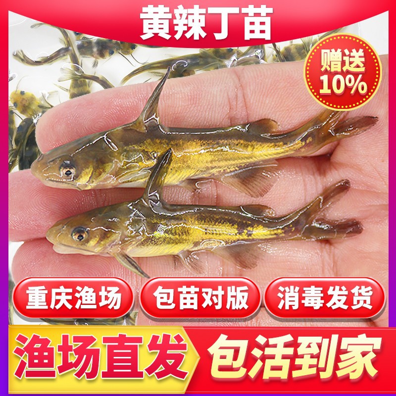 黄骨鱼苗黄辣丁黄颡鱼昂刺黄鸭叫三角峰重庆本地鱼苗淡水养殖食用