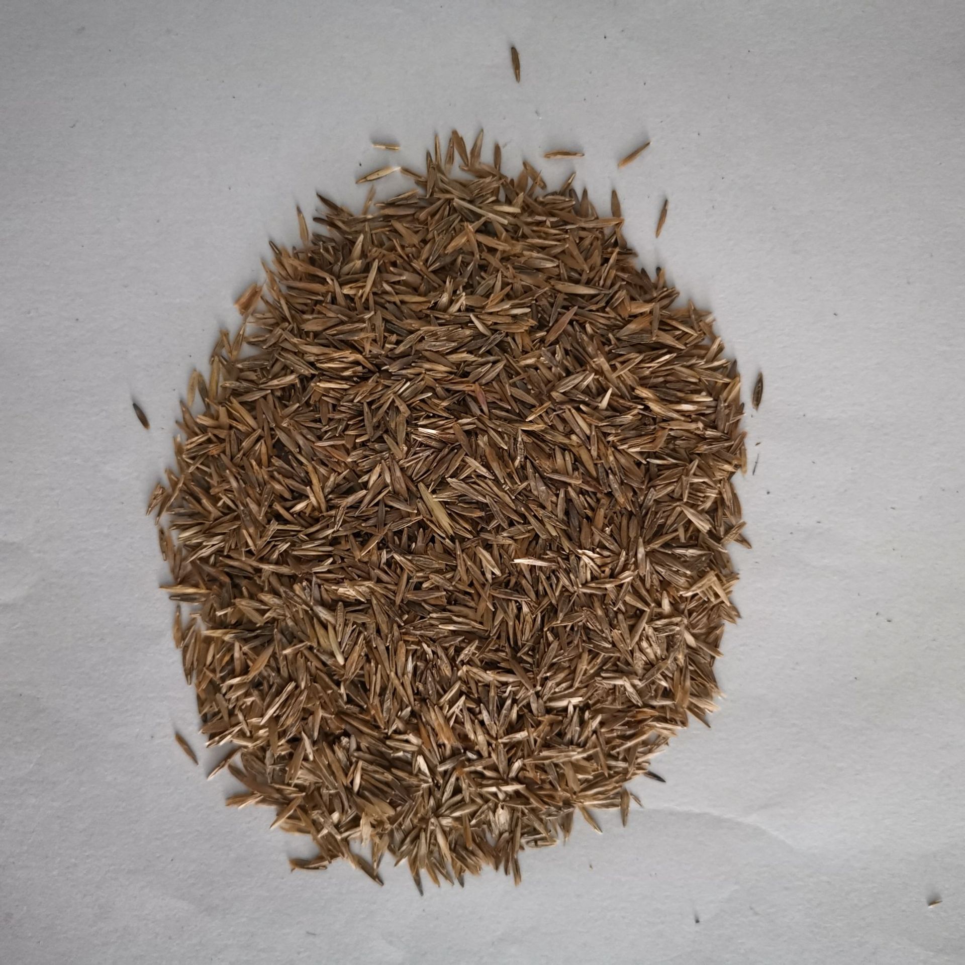 无芒雀麦种子 禾萱草 无芒草 光雀麦耐旱 耐寒 量大优惠 货到付款