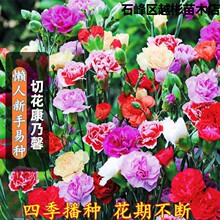 康乃馨花种子大花重瓣四季室内庭院花种子耐热绿植花卉康乃馨种子