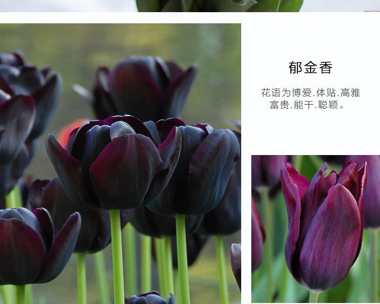 一件代发荷兰正品进口大球郁金香水培种球花种子秋冬季耐寒庭院室