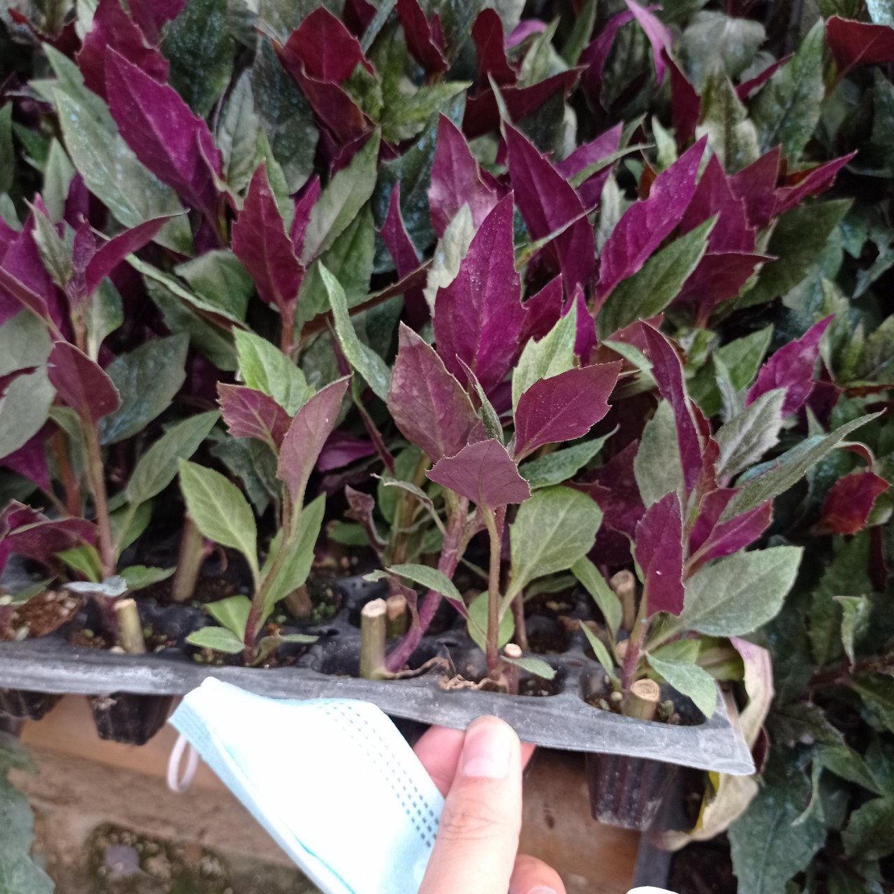 紫背天葵苗子紫背菜高钙菜观赏食用盆栽蔬菜