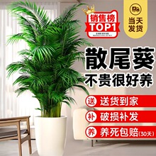 散尾葵植物盆栽客厅绿植大型室内落地办公室凤尾竹子天堂鸟真花卉