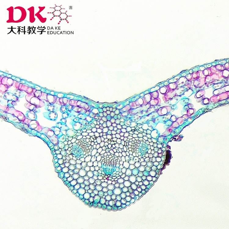 5成交60张高教使用中草药生物显微玻片 植物学教学玻片 穿心莲茎横切