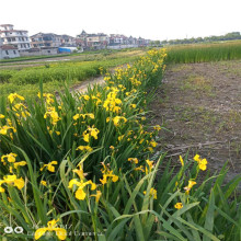 【黄花鸢尾】批发水生植物黄菖蒲水生鸢尾湿地工程绿化治水治污