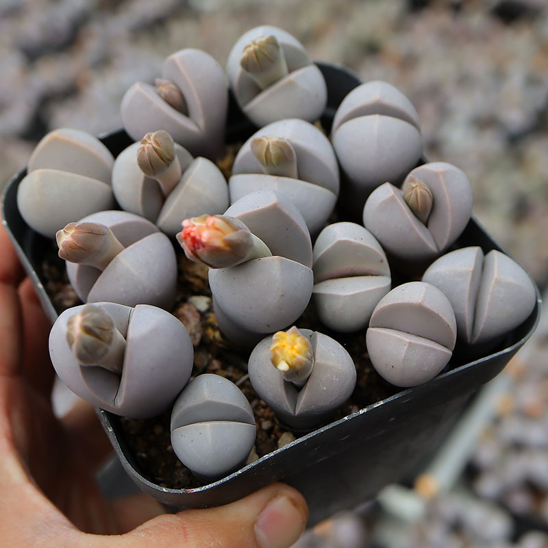 春桃玉多肉植物批发肉锥群生开花生石花番杏科室内盆栽含盆带土发