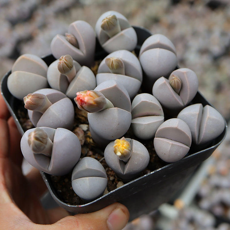 春桃玉多肉植物批发肉锥群生开花生石花番杏科室内盆栽含盆带土发