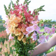 金鱼草花种子含羞草太阳花波斯菊四季播种碗莲花草花卉种子籽