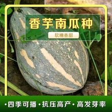 奶油香芋南瓜种子春季秋季四季香芋蜜本甜糯红甜栗南瓜种籽菜种孑