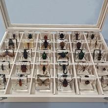 昆虫标本盒科学实验室教幼动物标本树脂昆虫标本真虫蝎子蜘蛛收纳