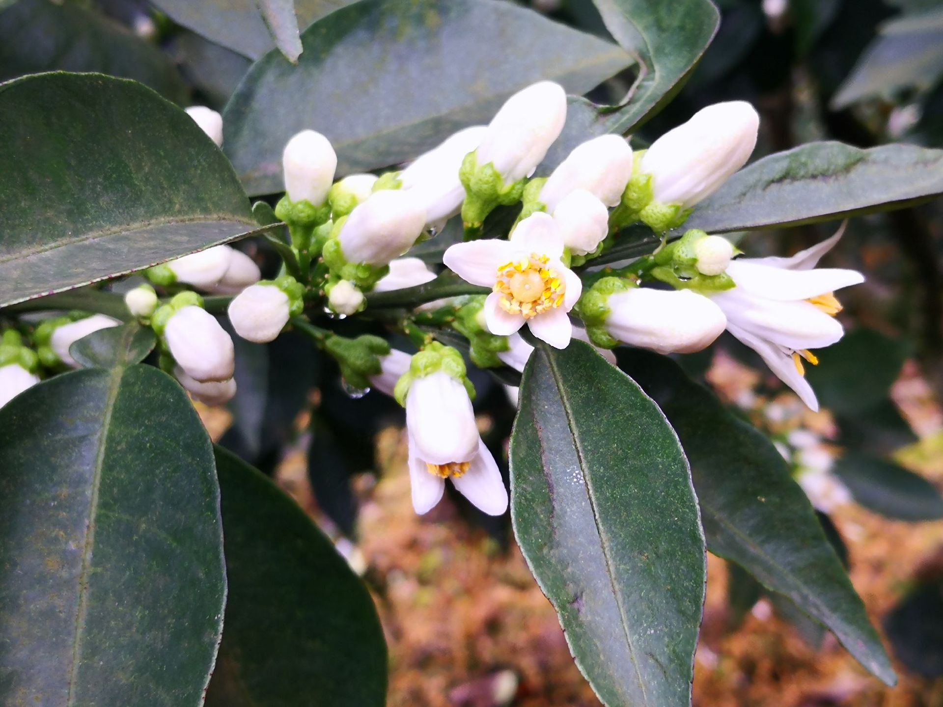 山泉水蒸馏 25kg浓香型苦橙花纯露