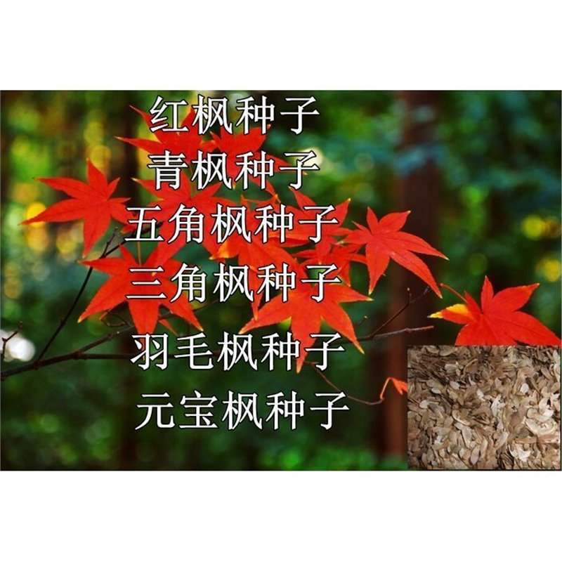 林木种子四季红枫种子青枫种子五角枫羽毛枫宝枫三角枫种子