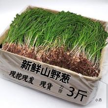 湖北恩施高山野菜野生刺嫩芽刺龙牙刺老苞刺老芽当季野菜新鲜采摘