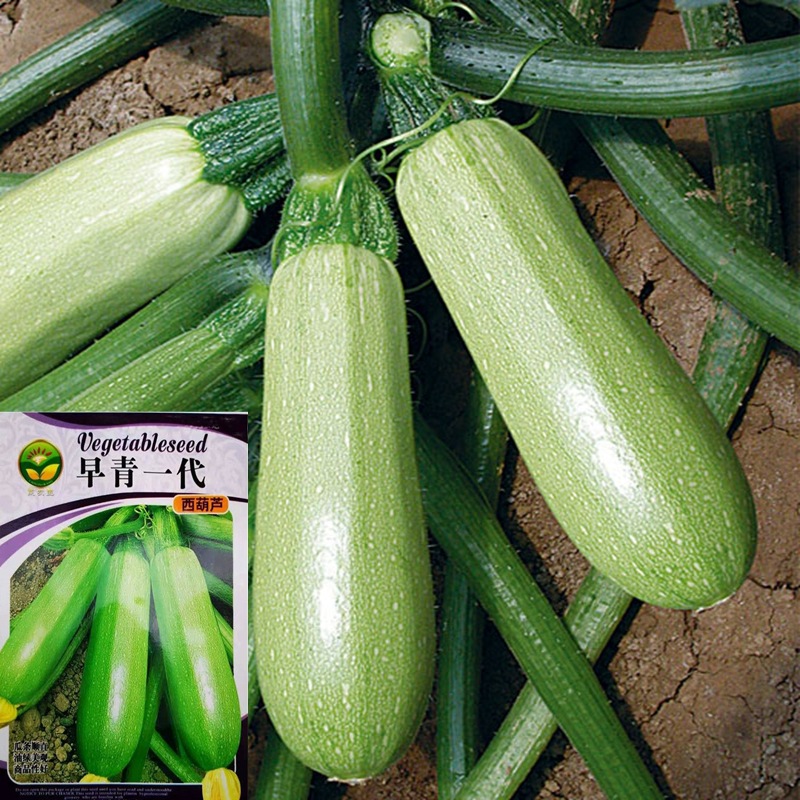 西葫芦瓜种子早青一代种籽菜籽种大全角瓜蔬菜种孑四季播菜种