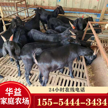 养殖场 出售黑山羊肉羊出肉率好 黑山羊羊羔 2-6个月