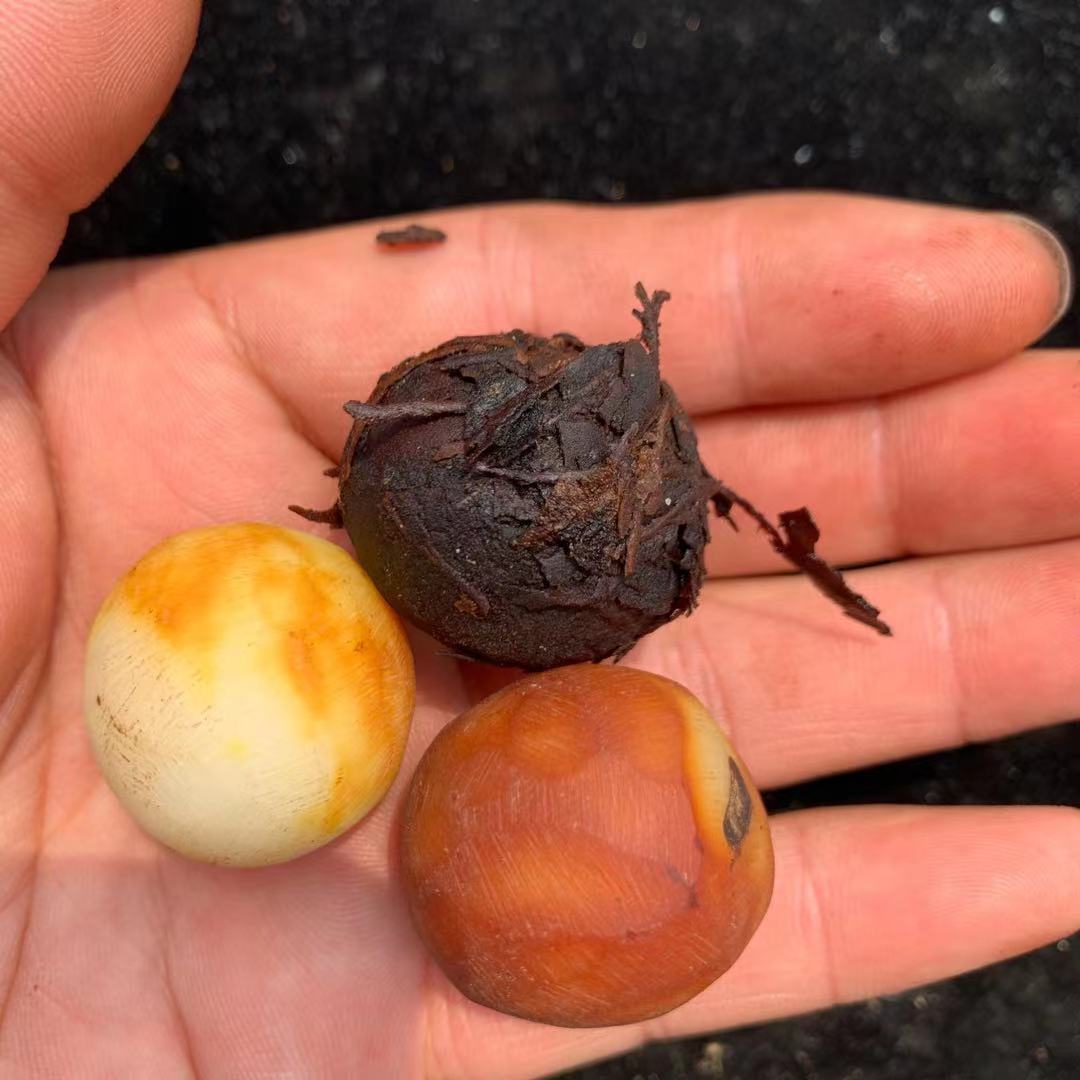 佛心果鸿运当头菩提根散珠风化菩提根菩提根散珠圆珠菩提根龙珠