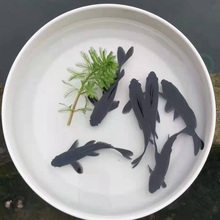 辽宁发货 爆款 西非短鲷白化红肚凤凰观赏鱼 活体_阿里巴巴找货神器