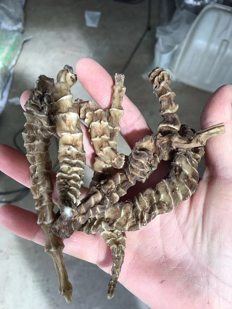 虫草参产地一手货源 江湖地摊展销会云南地参大条粗条地参 虫草参