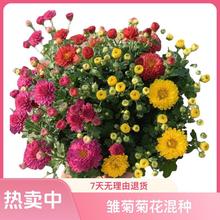 【混色糖果菊翠】酢浆草种球郁金香种子百合花洋水仙马蹄莲彼岸花