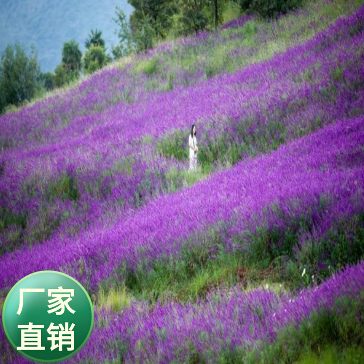 绿友种业批发多年审林下鼠尾草 兰花鼠尾草   兰花草种子盆栽