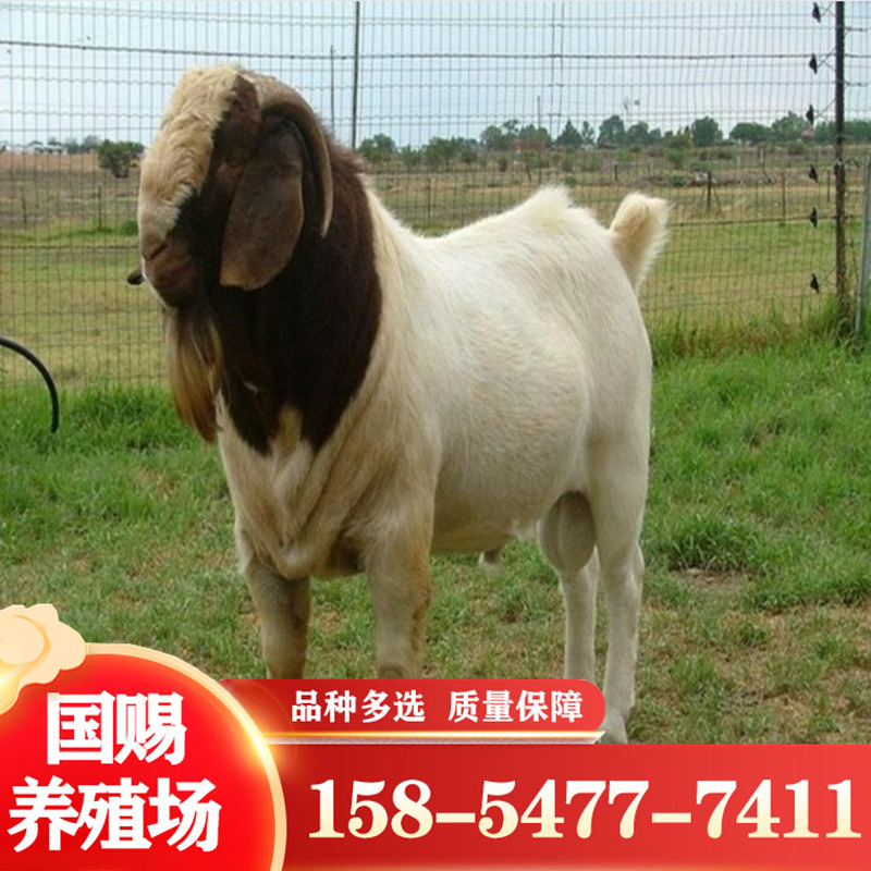波尔山羊幼羊价格 波尔山羊价格走势 农村圈养养羊-阿里巴巴