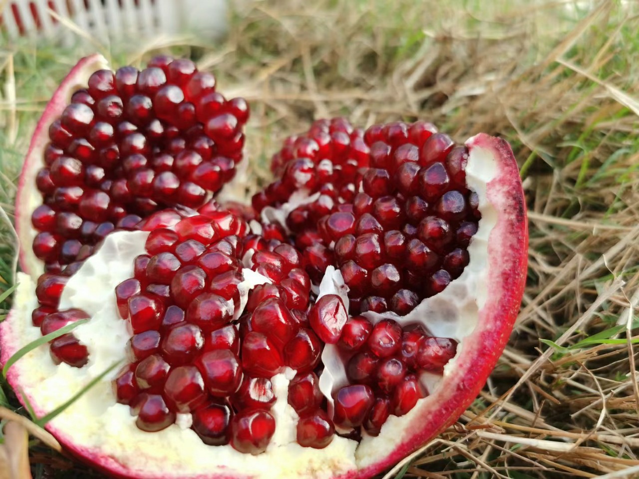 现摘黑籽石榴黑珍珠石榴水果当季新鲜云南大理5斤现摘非突尼斯