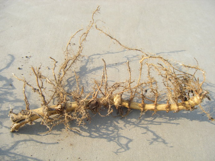 紫竹苗根青竹苗根金镶玉竹根苗早园竹根佛肚竹根凤尾竹根斑竹根