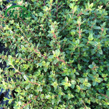 百里香苗匍匐迷迭香盆栽绿植阳台四季种植牛排用可食用柠檬薄荷