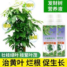 发财树营养液肥治烂根黄叶掉叶室内盆栽水培植物花卉花肥