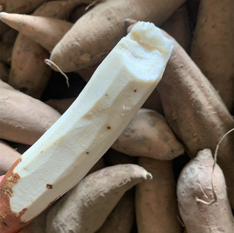 山东哈密冰糖薯新鲜白心蜜薯糖心红薯超甜沙地白薯粉糯白地瓜斤
