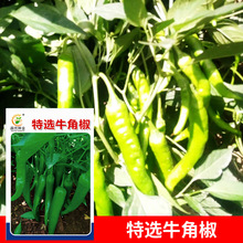 厂家批发菜园蔬菜种子 特选牛角椒 约200粒盆栽阳台院子种子菜籽