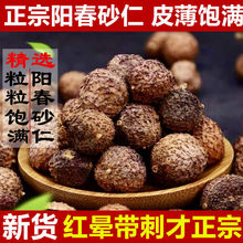 阿拉善肉苁蓉野生丛蓉油性足内蒙古特级从蓉非新疆正品