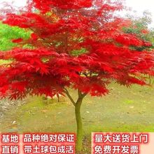 正宗红枫树四季红原生三季中国红枫日本红枫庭院风景树地栽耐寒