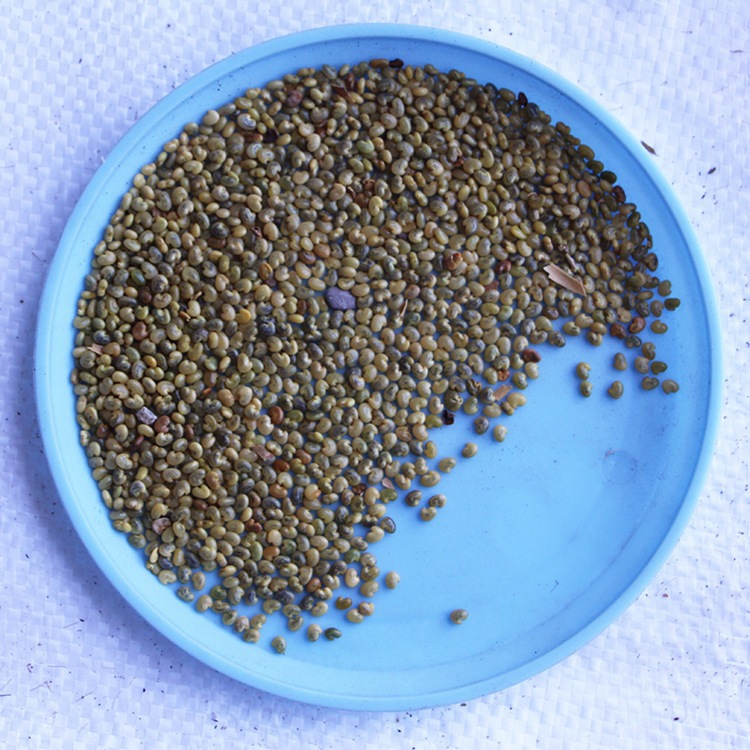 猪屎豆种子价格 又叫太阳麻 猪屎豆 护坡植物种 厂家直销