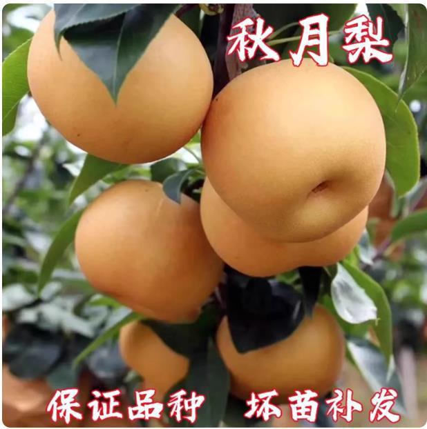 正宗秋月梨树果苗嫁接冰糖雪梨苹果梨砀山梨丰水梨当年结果活树苗